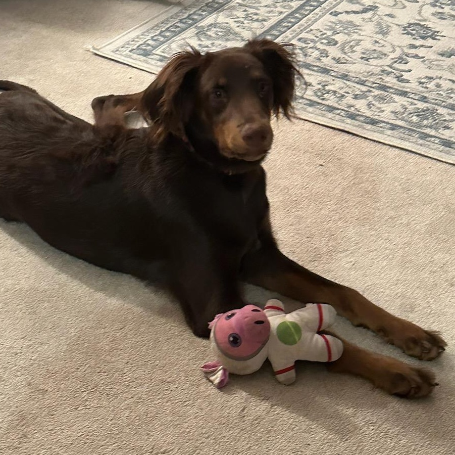 zz - courtesy post: Knight, Young Male Spaniel