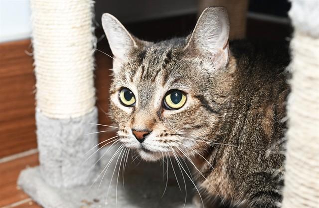 Enlarge GENE, a Adoptable Domestic Short Hair in Fort Lauderdale, FL image 1/1