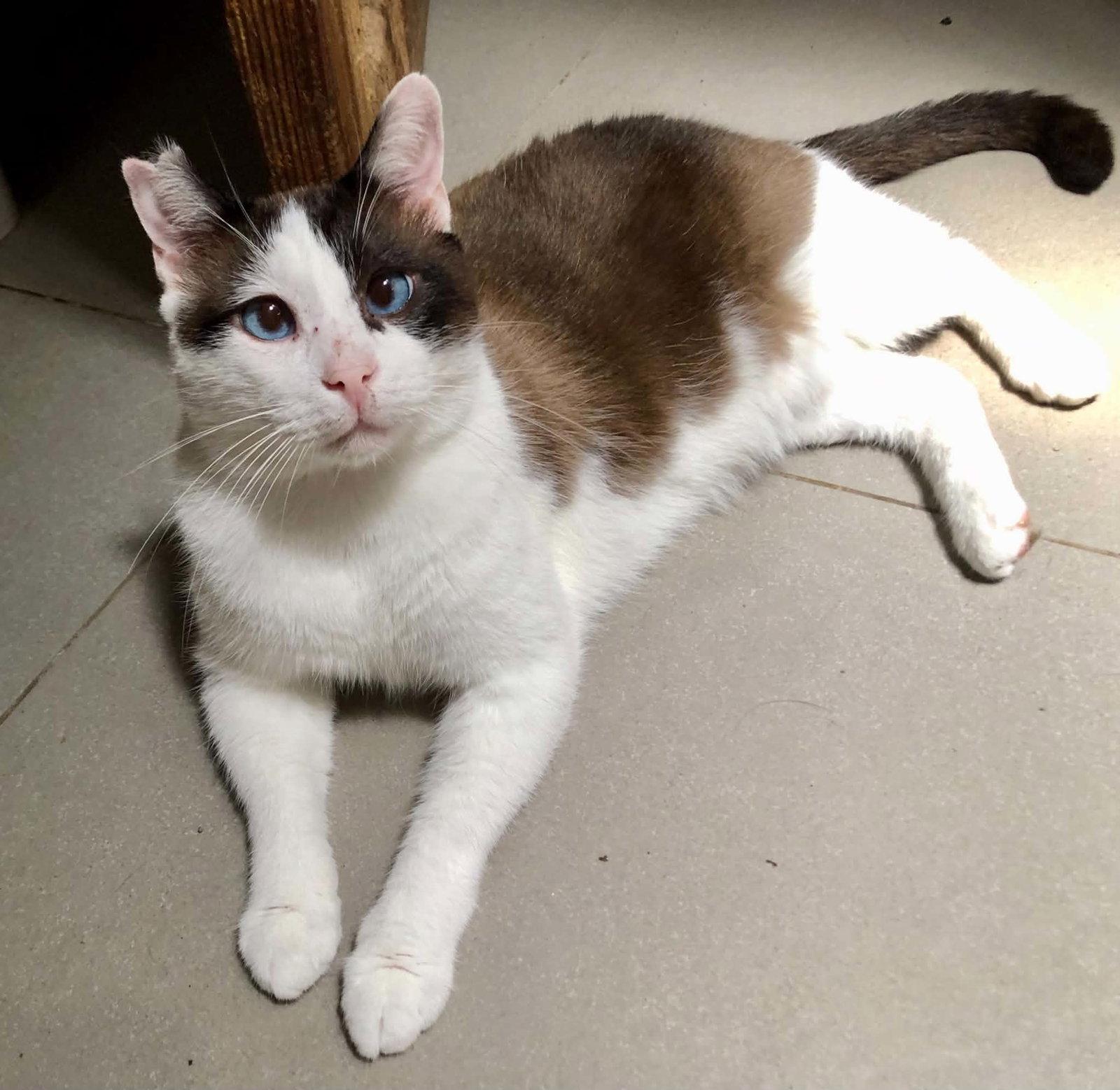 Skye, Adoptable, Adult Male Siamese.