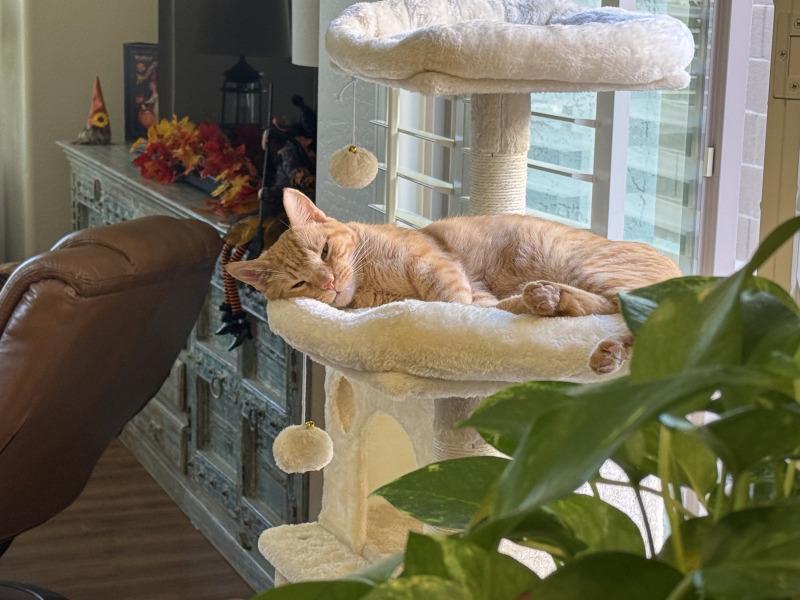 Oz, Adoptable, Adult Male Domestic Short Hair.