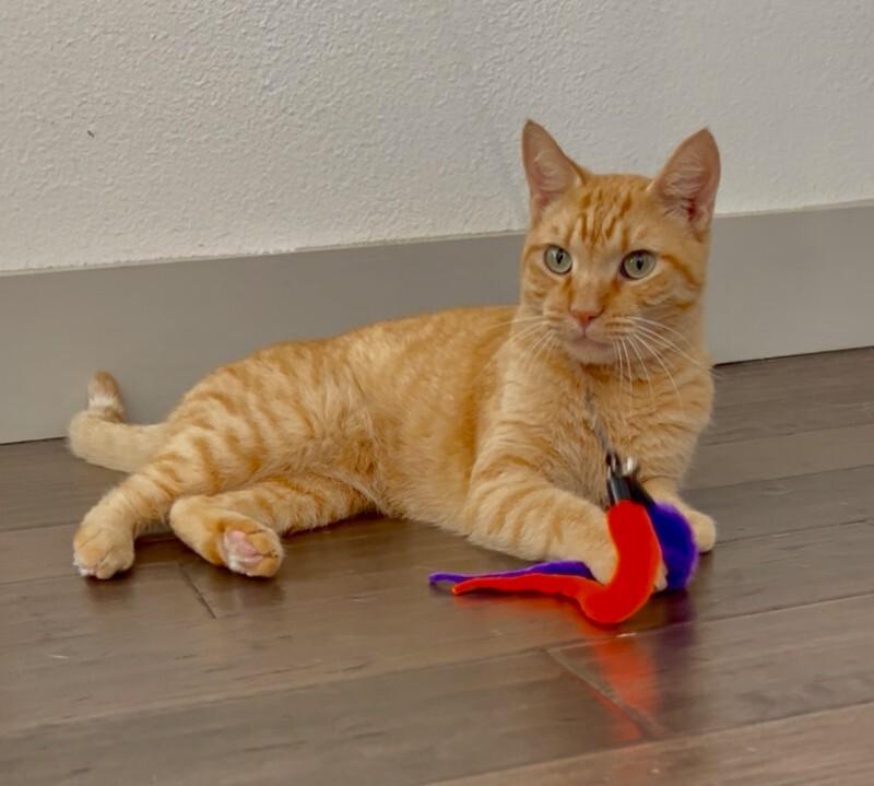Oz, a Adoptable mixed breed in Anthem, AZ image 3/4