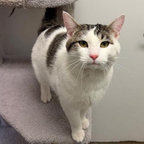 Enlarge ANGUS, a ADOPTABLE Domestic Short Hair in Wilmington, OH image 2/4