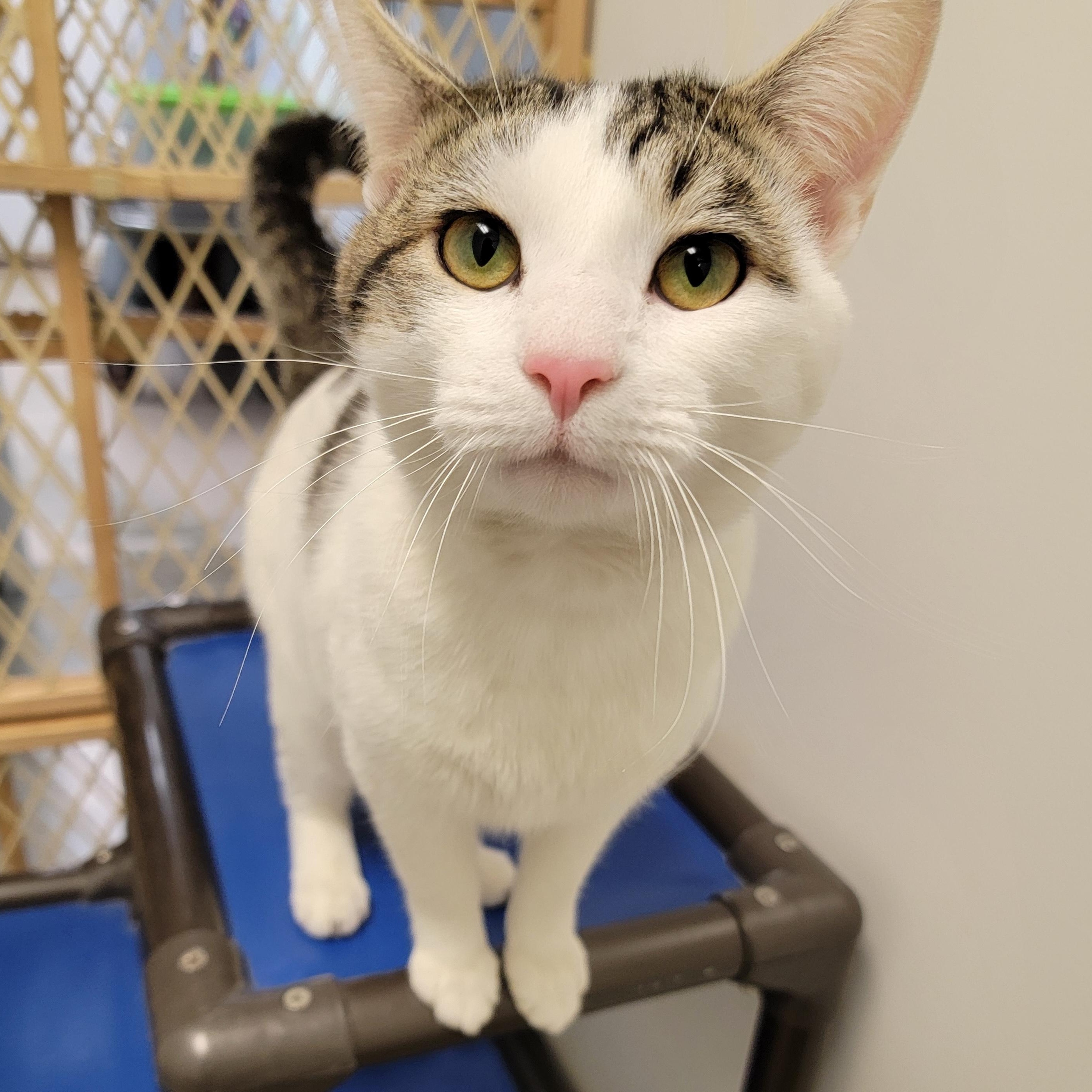 Enlarge ANGUS, a ADOPTABLE Domestic Short Hair in Wilmington, OH image 3/4