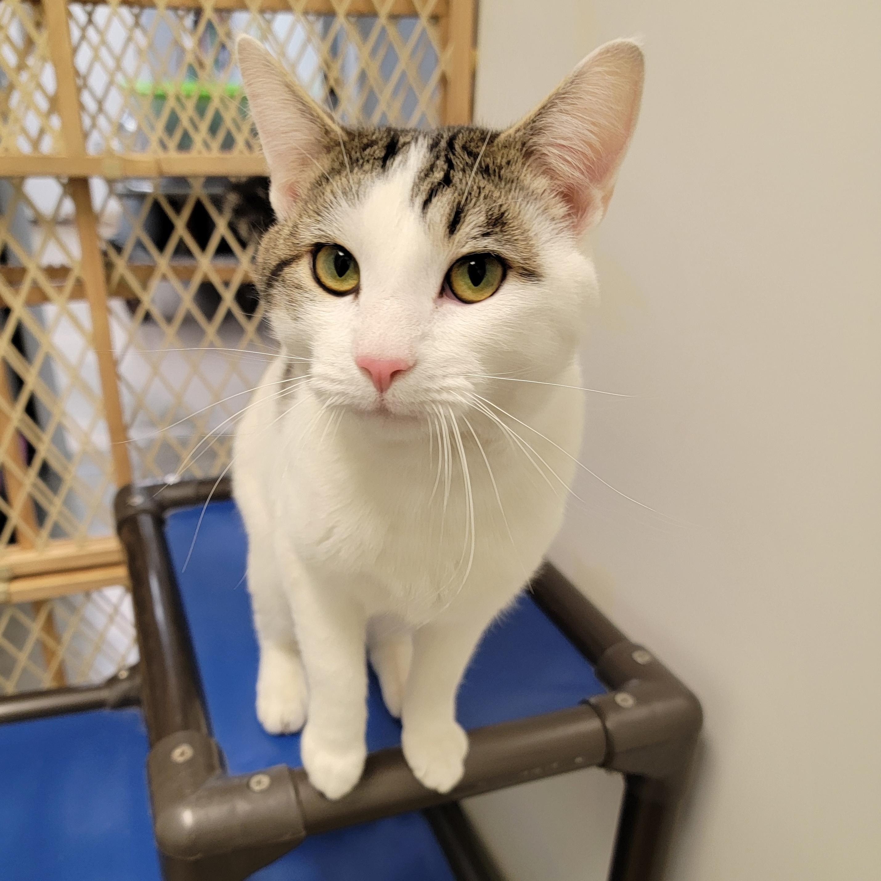 Enlarge ANGUS, a ADOPTABLE Domestic Short Hair in Wilmington, OH image 4/4