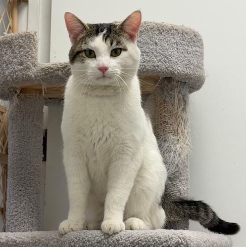 ANGUS, ADOPTABLE, Young Male Domestic Short Hair.