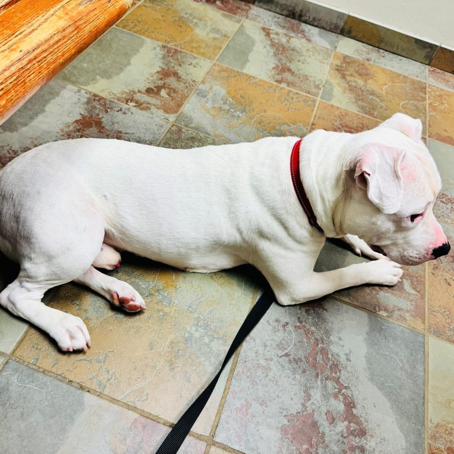 Angelo photo 3