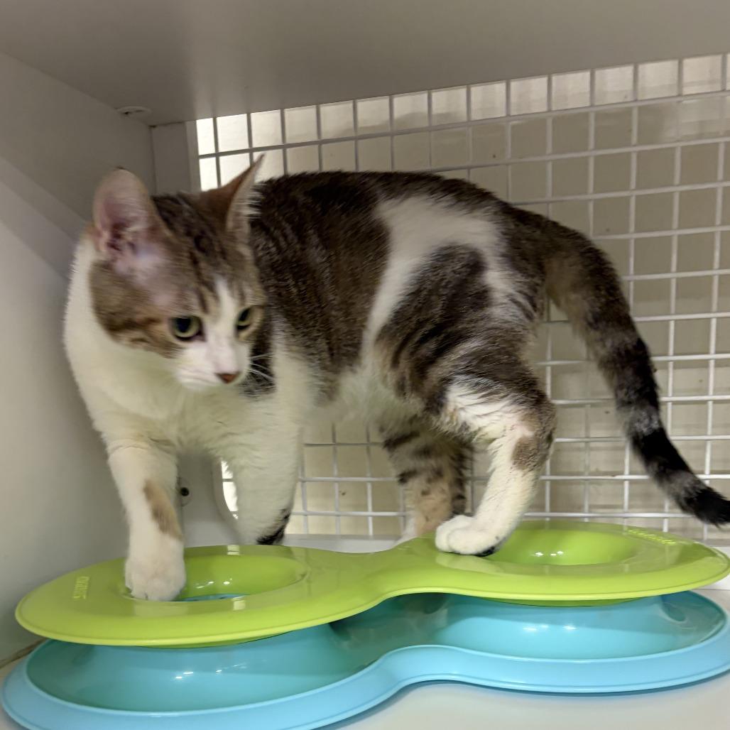 Sunspear, Adoptable, Young Male Domestic Short Hair.