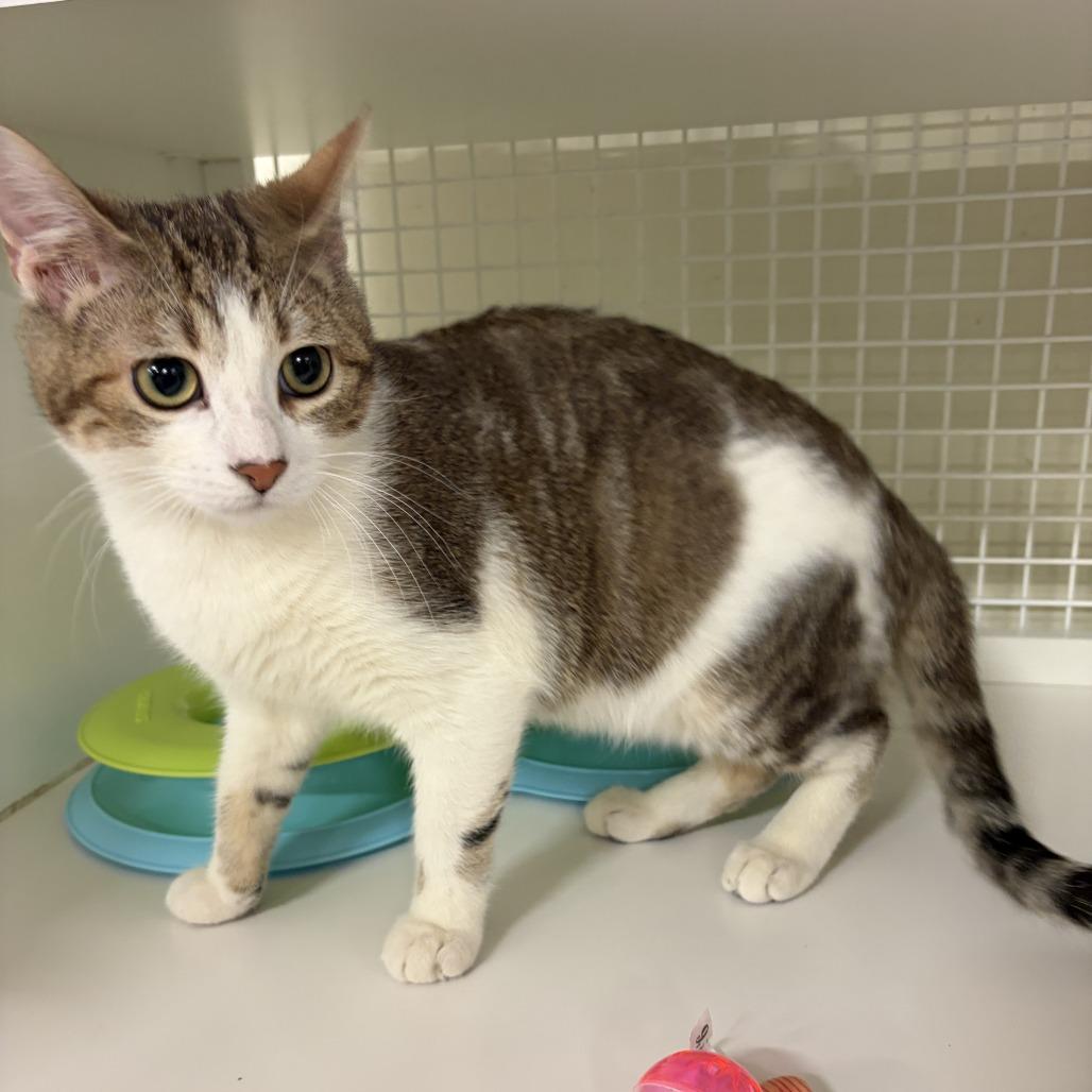 Enlarge Sunspear, a Adoptable Domestic Short Hair in St. Paul, MN image 3/3