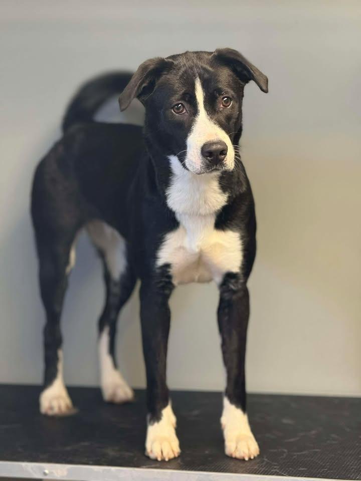 Hashtag, Adoptable, Young Female Border Collie & Labrador Retriever.