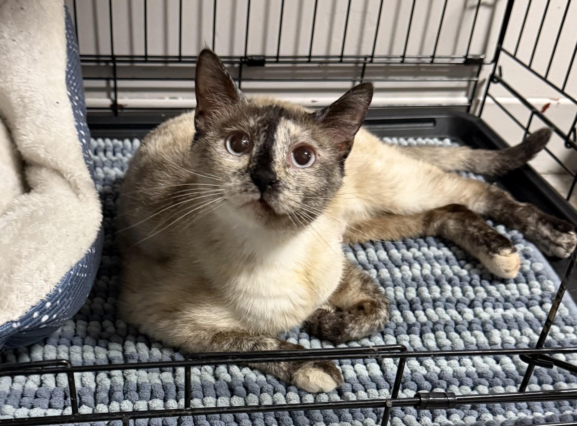 Kehlani, adopted, Adult Female Siamese.