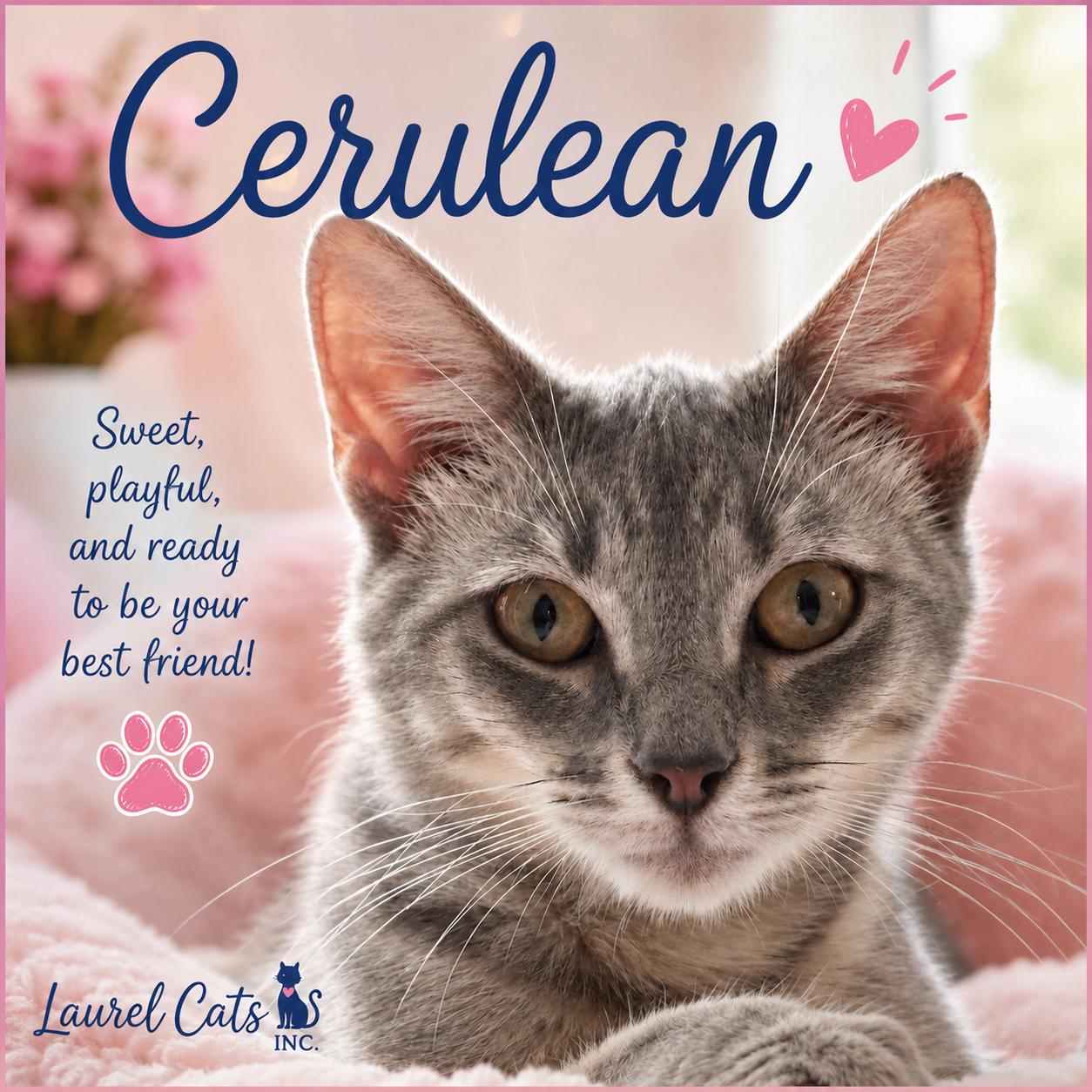 Cerulean-Queen of the Castle, a Adoptable Tabby in Laurel, MD image 1/2