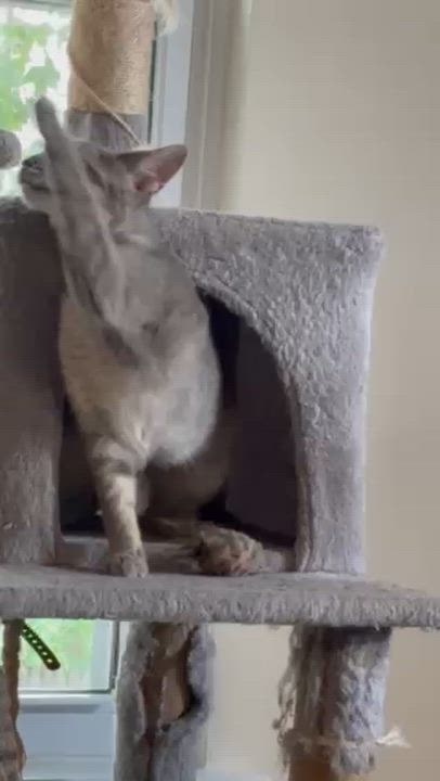 Enlarge Cerulean-Queen of the Castle, a Adoptable Tabby in Laurel, MD video 2/2