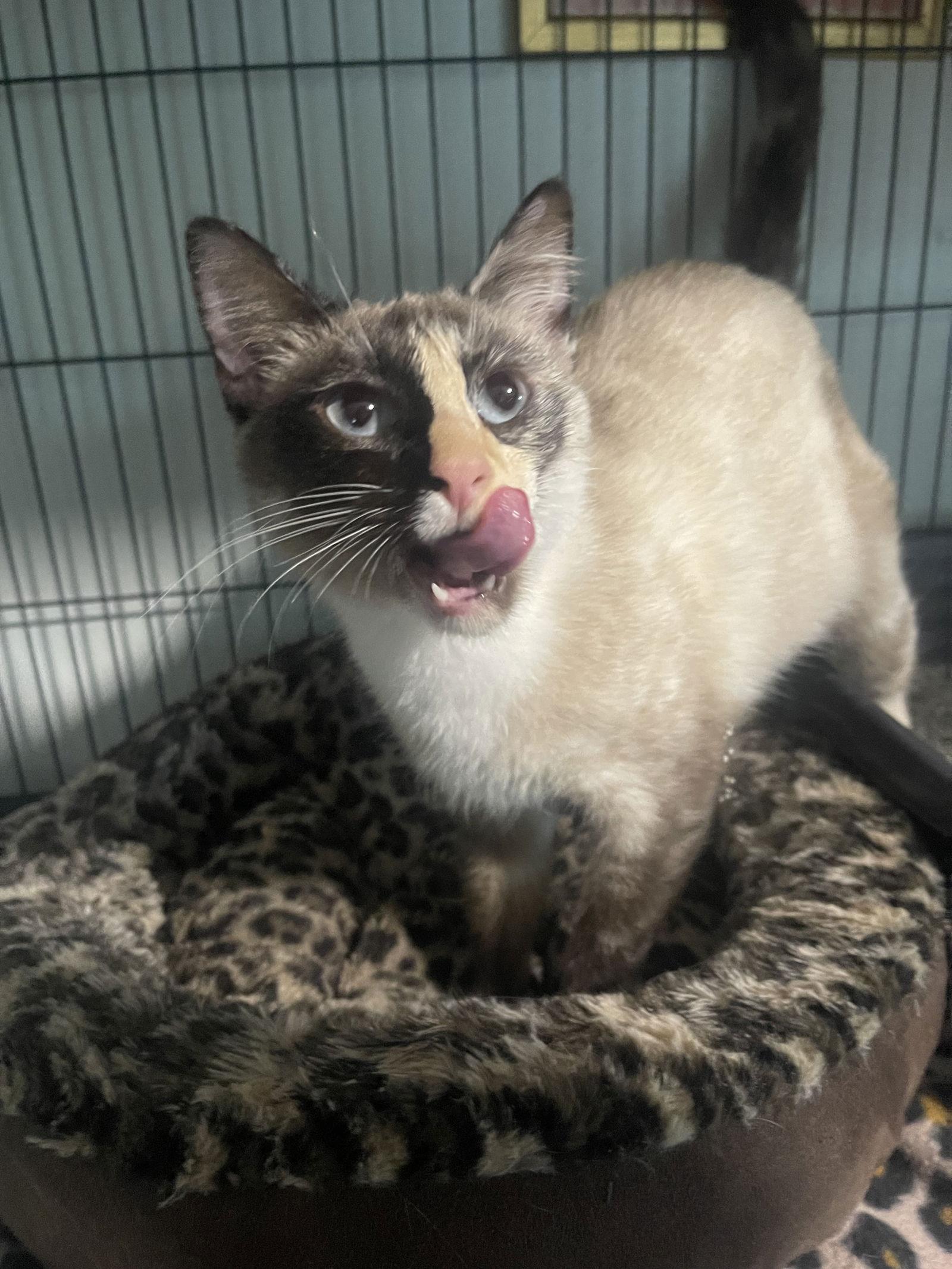 Dahlia, a Adoptable Siamese in Ocala, FL image 1/3