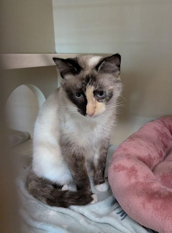 Dahlia, a Adoptable Siamese in Ocala, FL image 2/3