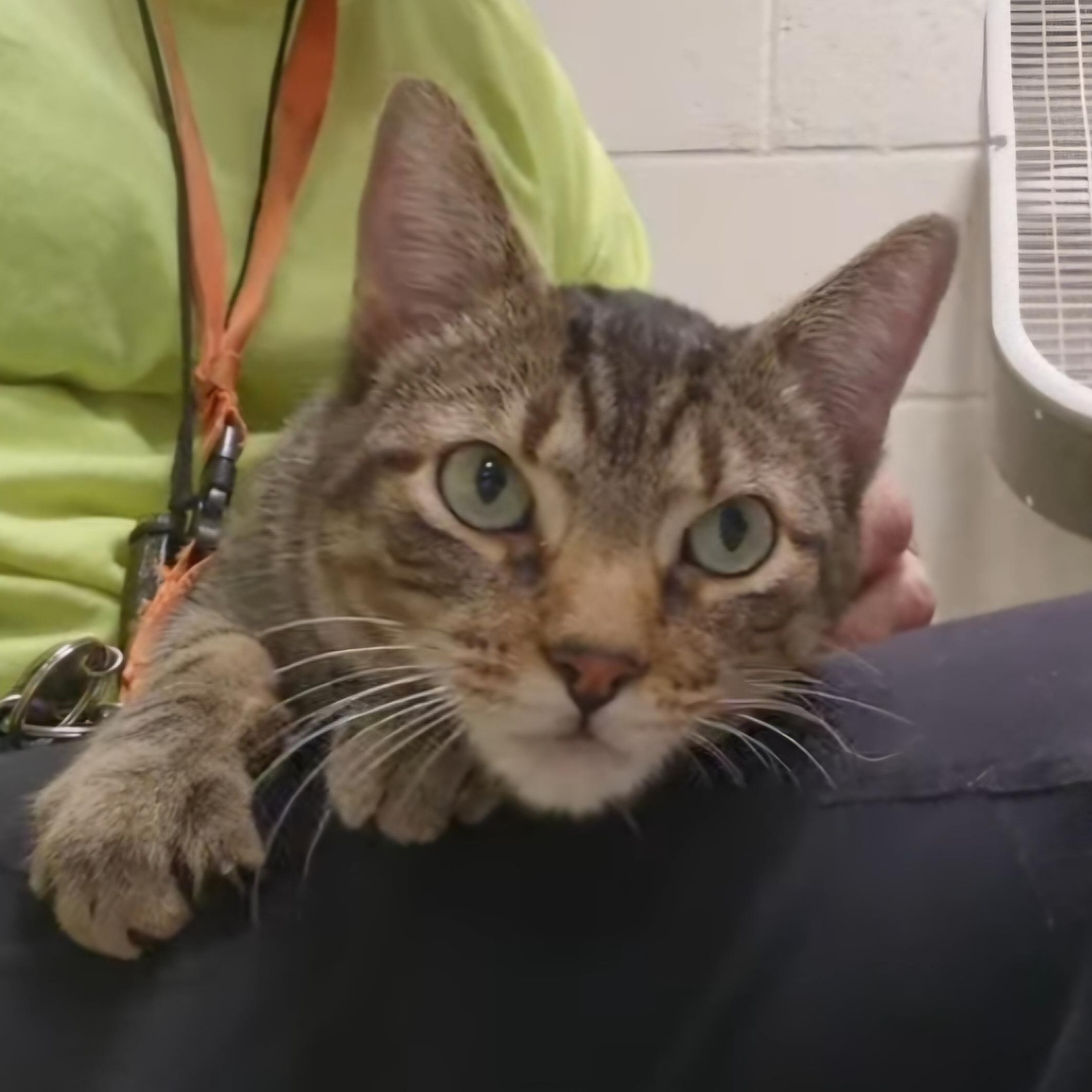 Enlarge Mila, an adopted Domestic Short Hair in Stratford, CT image 1/2