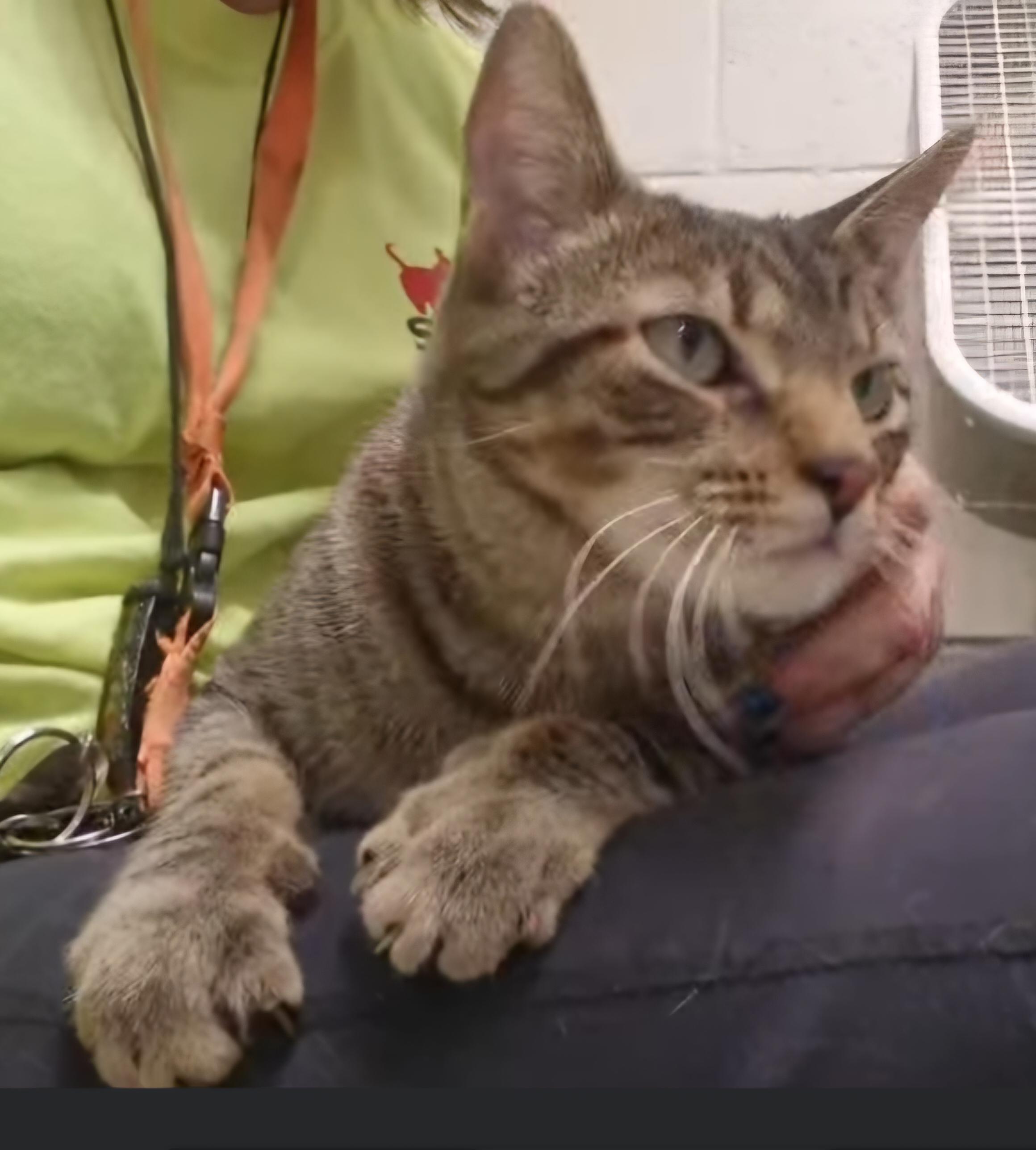 Enlarge Mila, an adopted Domestic Short Hair in Stratford, CT image 2/2