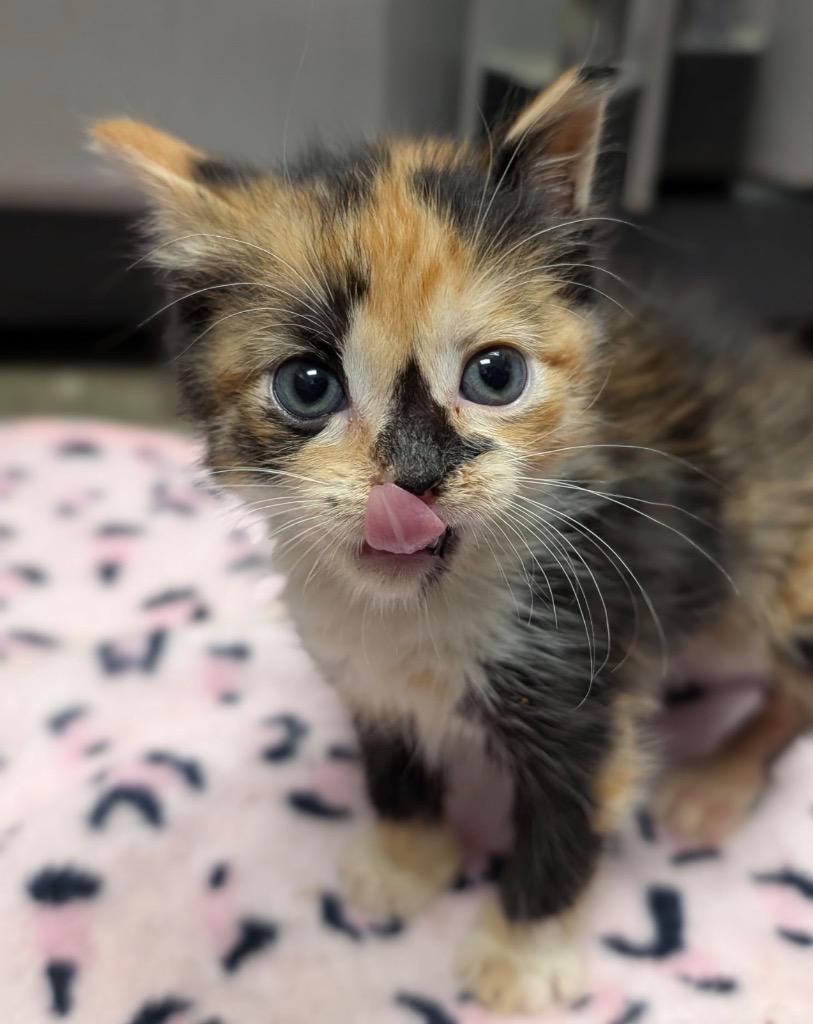 Babydoll, Adoptable, Kitten Female Domestic Short Hair.