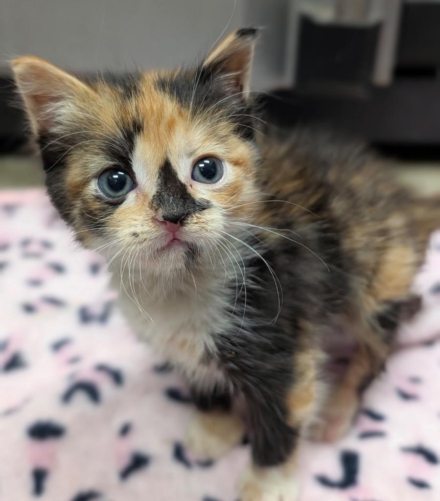 Enlarge Babydoll, a Adoptable mixed breed in Defiance, OH image 2/3