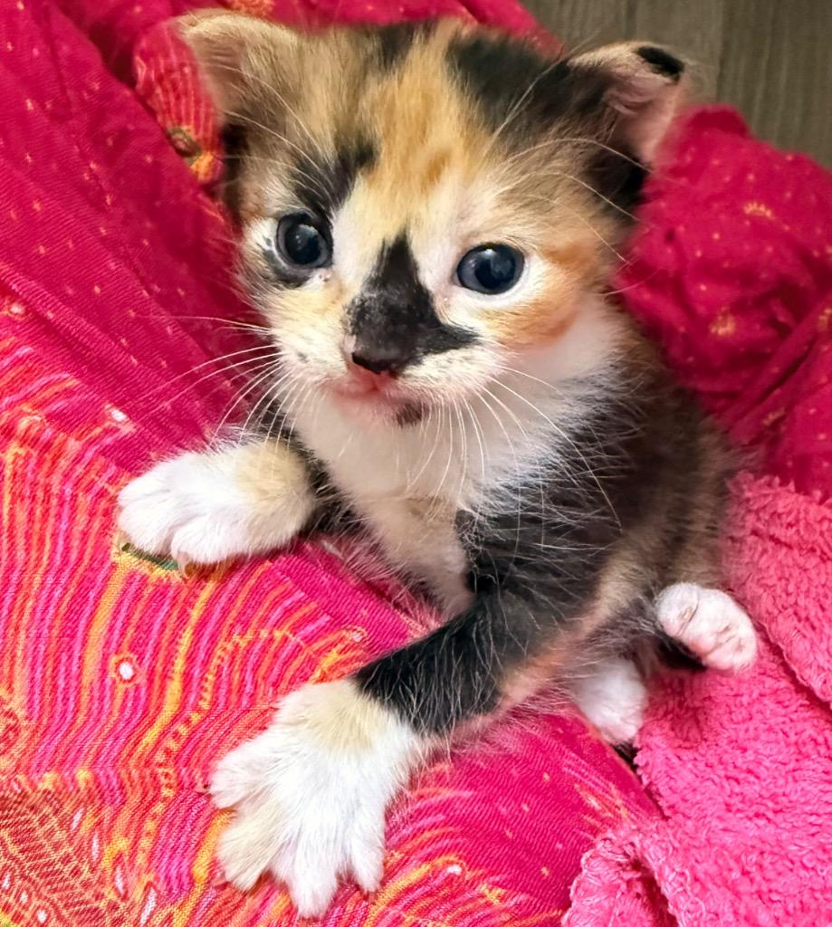 Enlarge Babydoll, a Adoptable mixed breed in Defiance, OH image 3/3