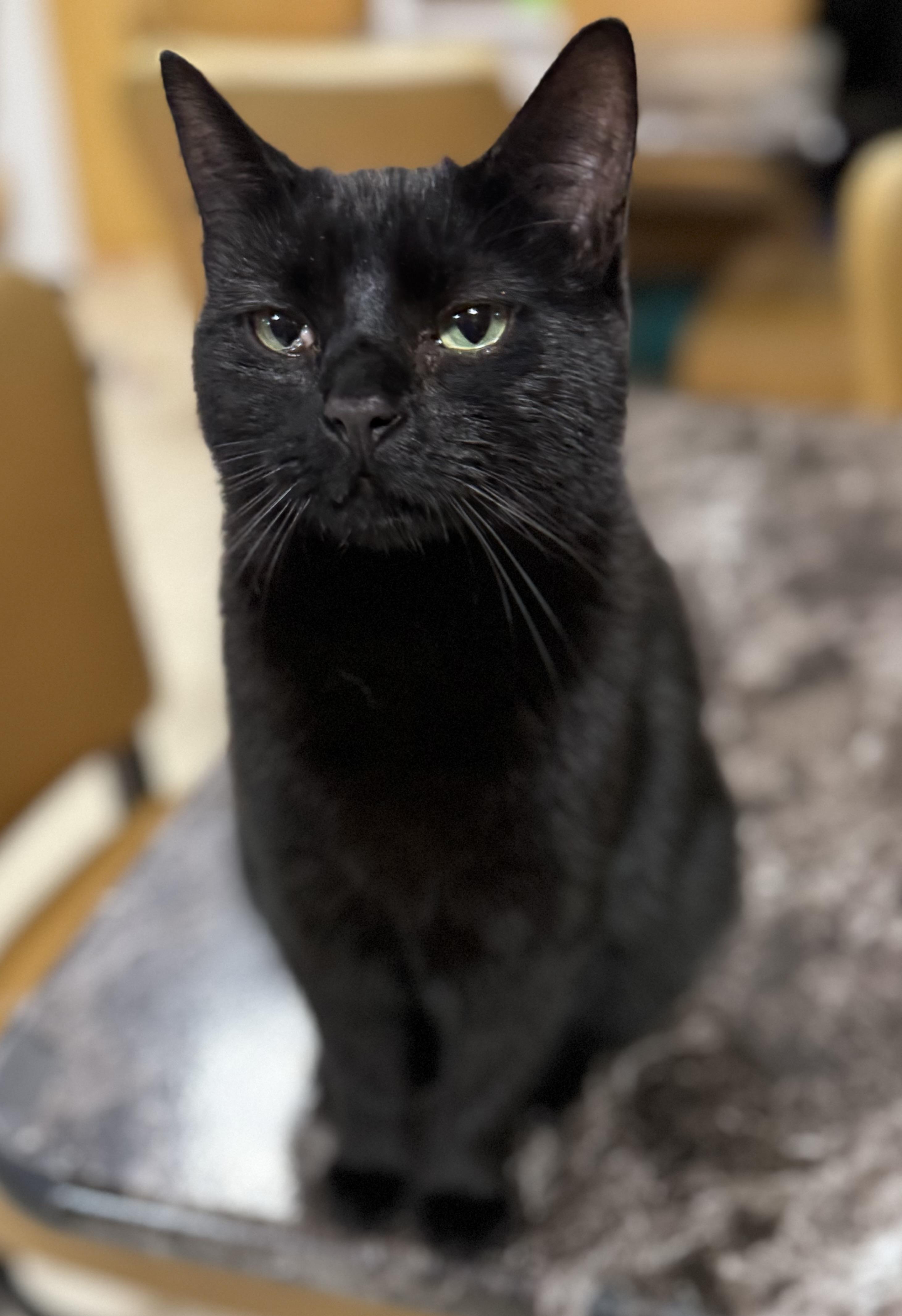 Coco, a Adoptable Domestic Short Hair in Erie, PA image 1/2