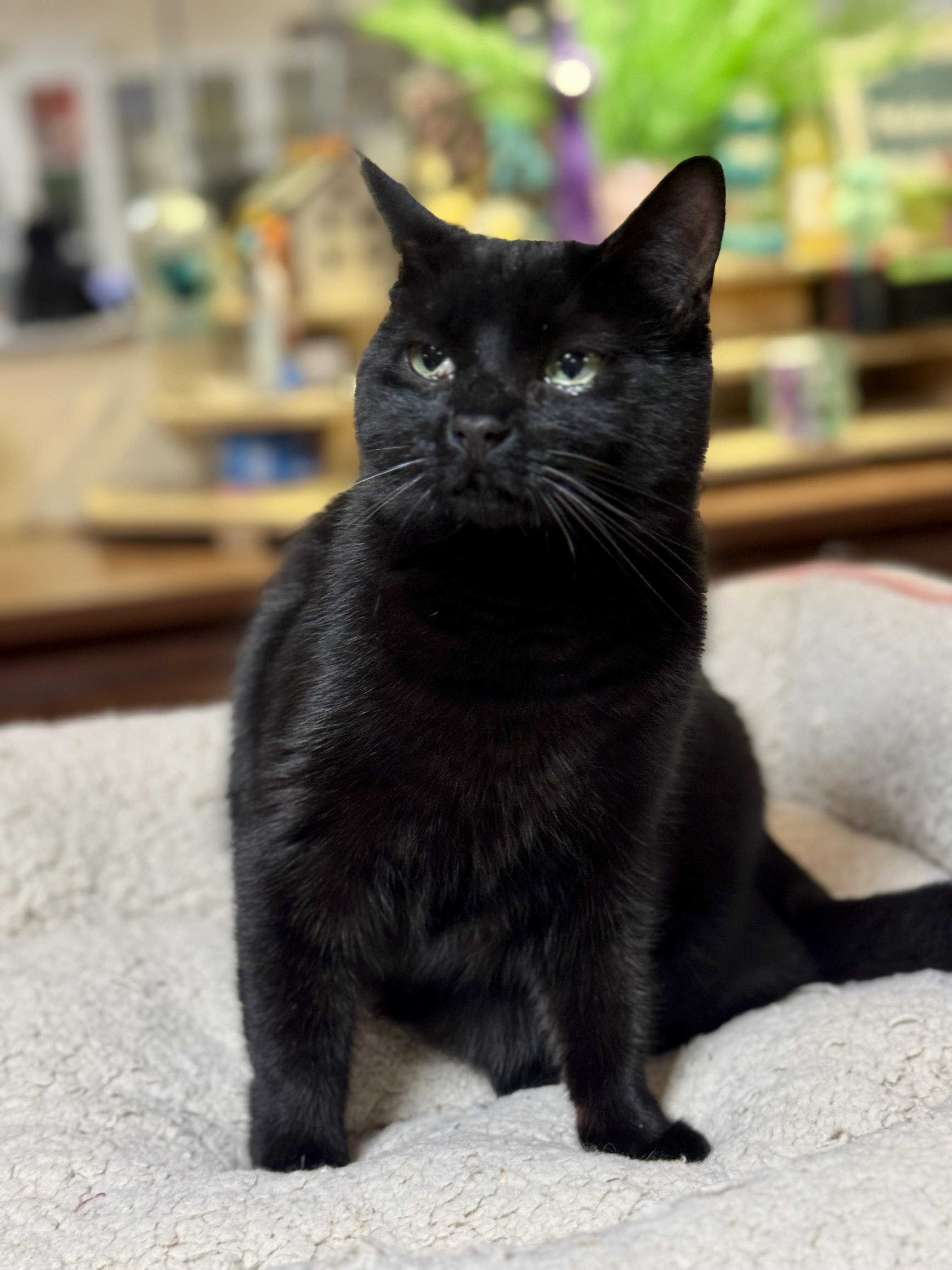 Coco, a Adoptable Domestic Short Hair in Erie, PA image 2/2