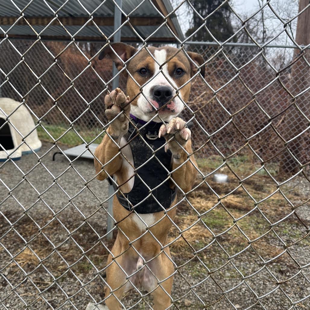Tango, Adoptable, Adult Male American Staffordshire Terrier.