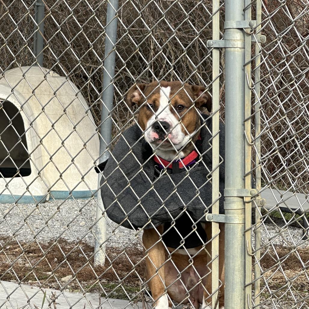 Enlarge Tango, a Adoptable American Staffordshire Terrier in Uniontown, PA image 3/4