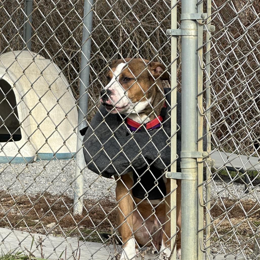 Enlarge Tango, a Adoptable American Staffordshire Terrier in Uniontown, PA image 4/4