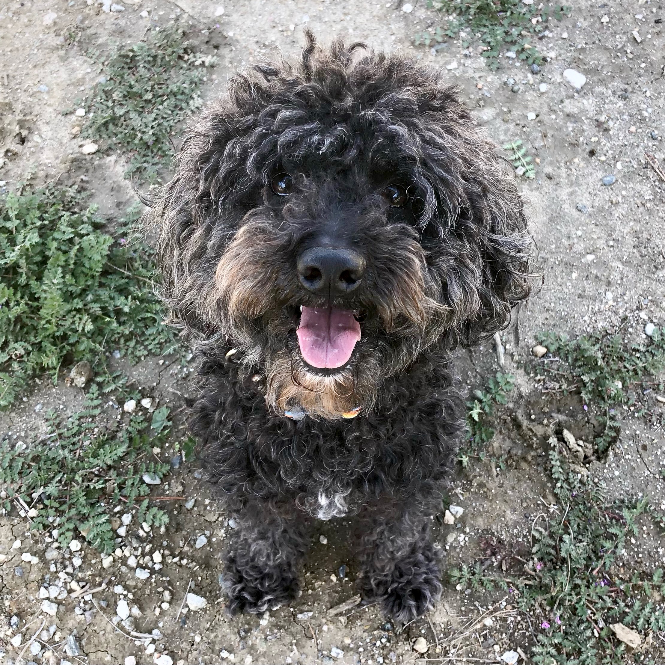 Marley photo 10