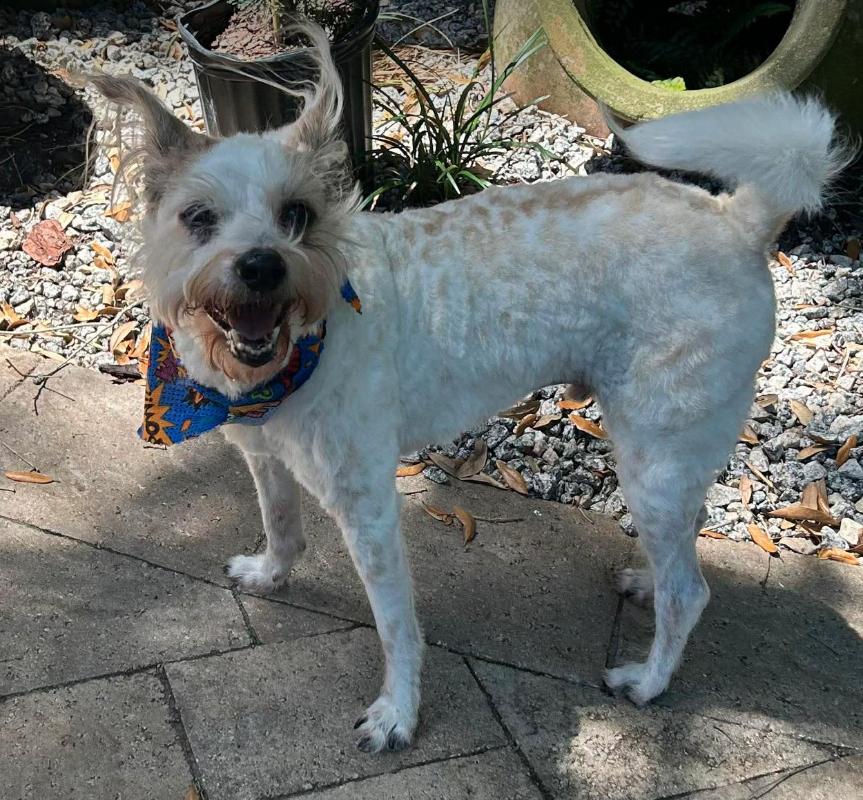 Enlarge Chester, a Adoptable Terrier in Osteen, FL image 1/3
