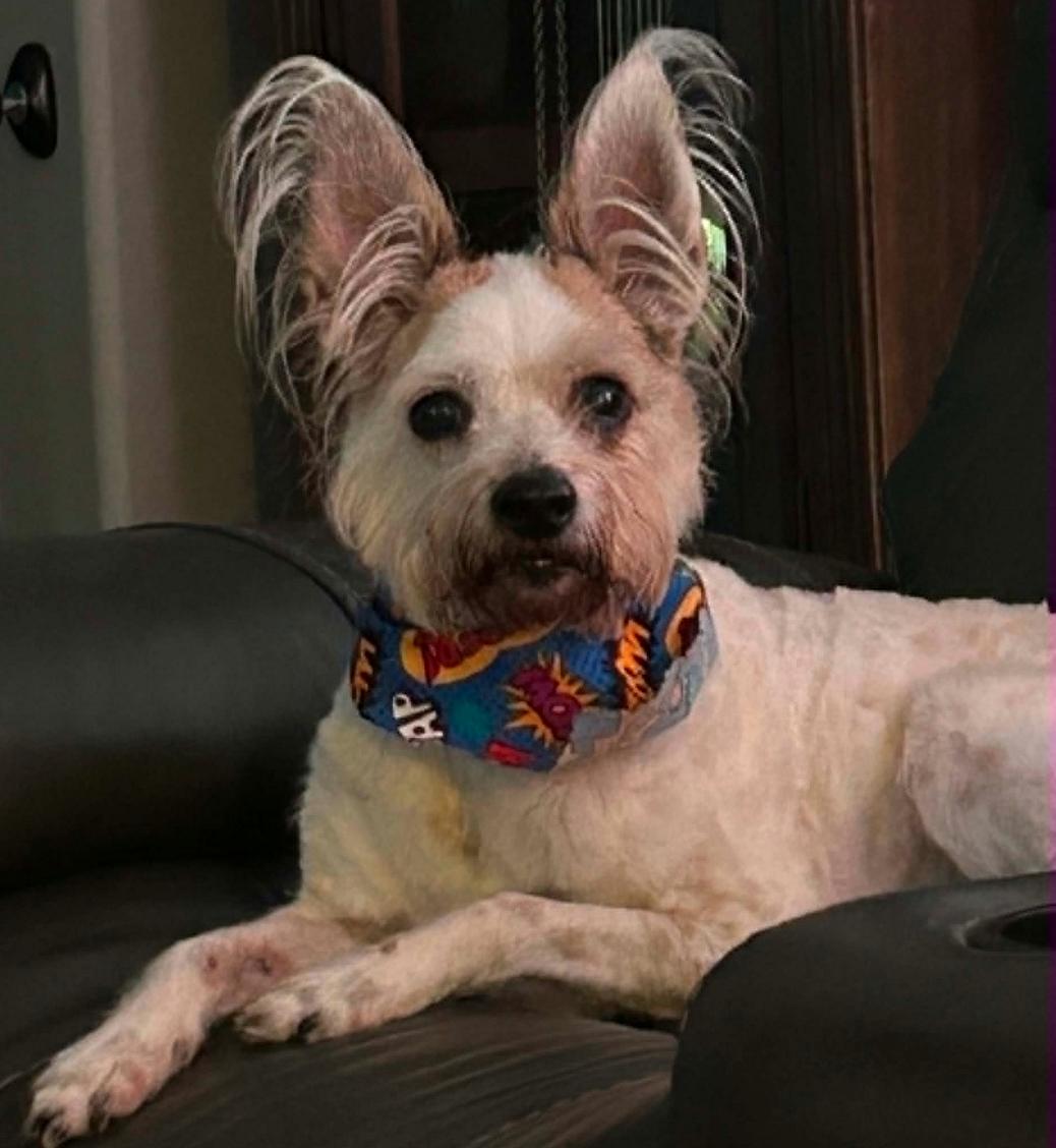 Enlarge Chester, a Adoptable Terrier in Osteen, FL image 2/3