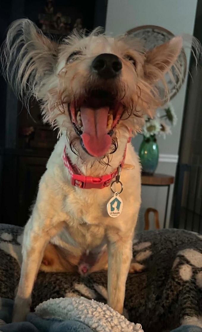 Enlarge Chester, a Adoptable Terrier in Osteen, FL image 3/3