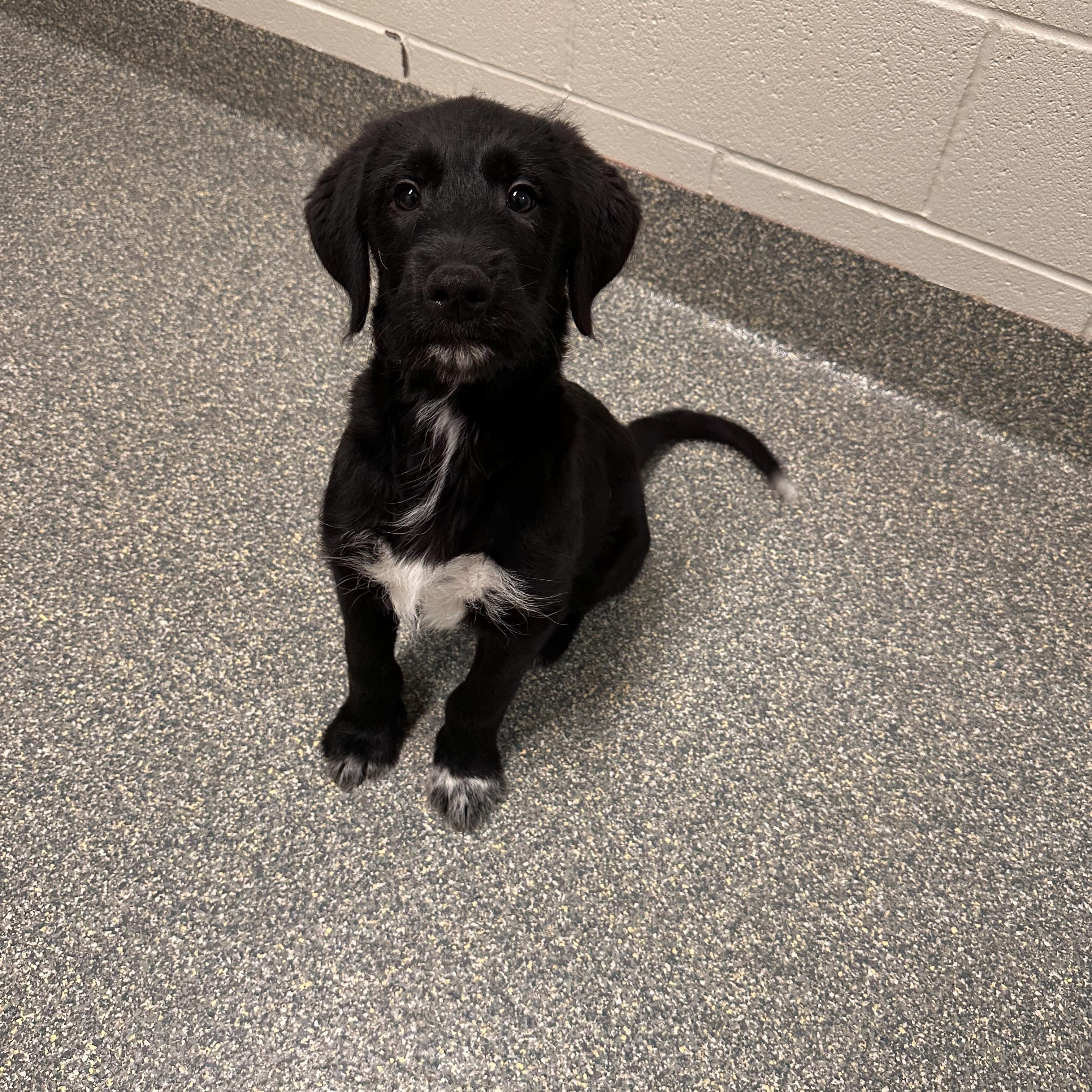 Enlarge Jax, an adoptable mixed breed in Gladstone, MO image 1/1