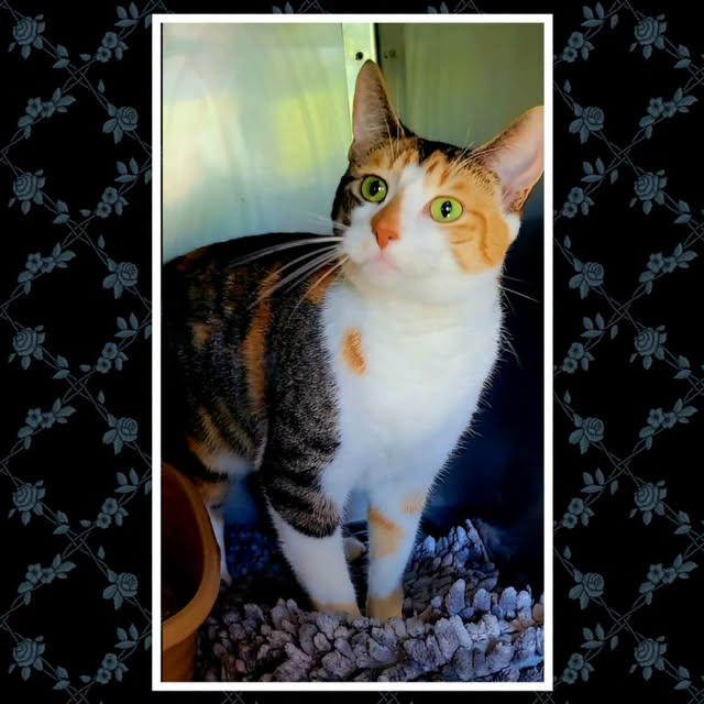 MOLLY EMERALD, ADOPTABLE, Adult Female Domestic Short Hair.