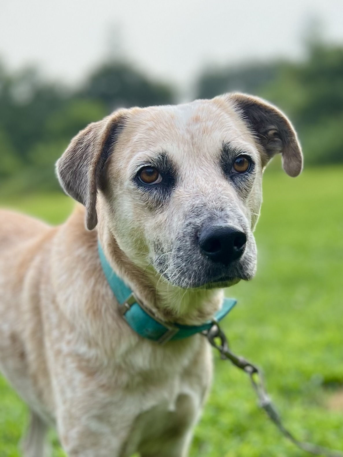 Misty the Ghost, adoptable, Adult Female Australian Shepherd & Labrador Retriever.