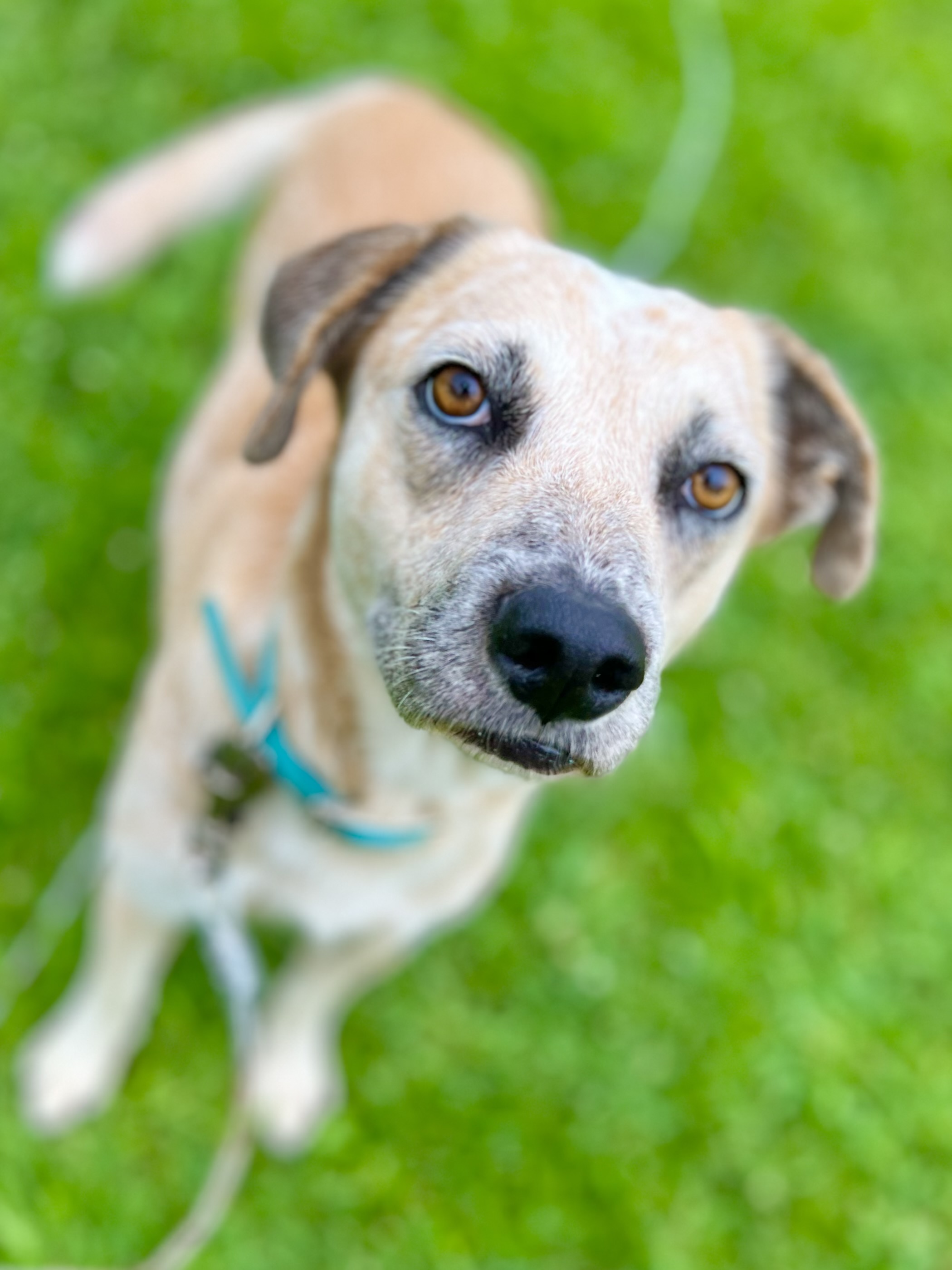 Enlarge Misty the Ghost, an adoptable mixed breed in Griswold, CT image 3/5