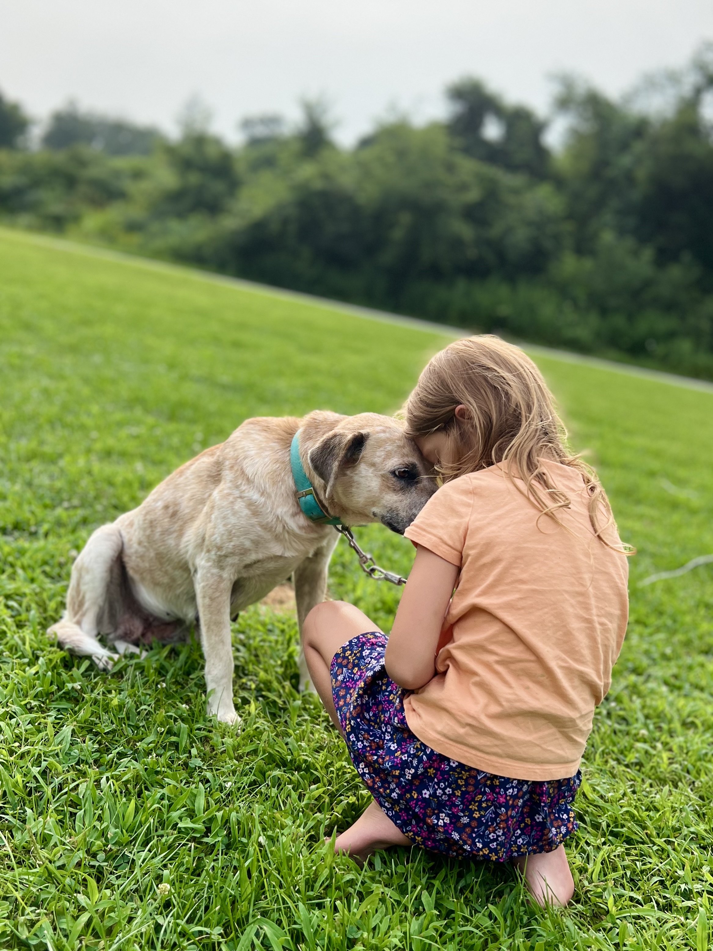 Enlarge Misty the Ghost, an adoptable mixed breed in Griswold, CT image 4/5