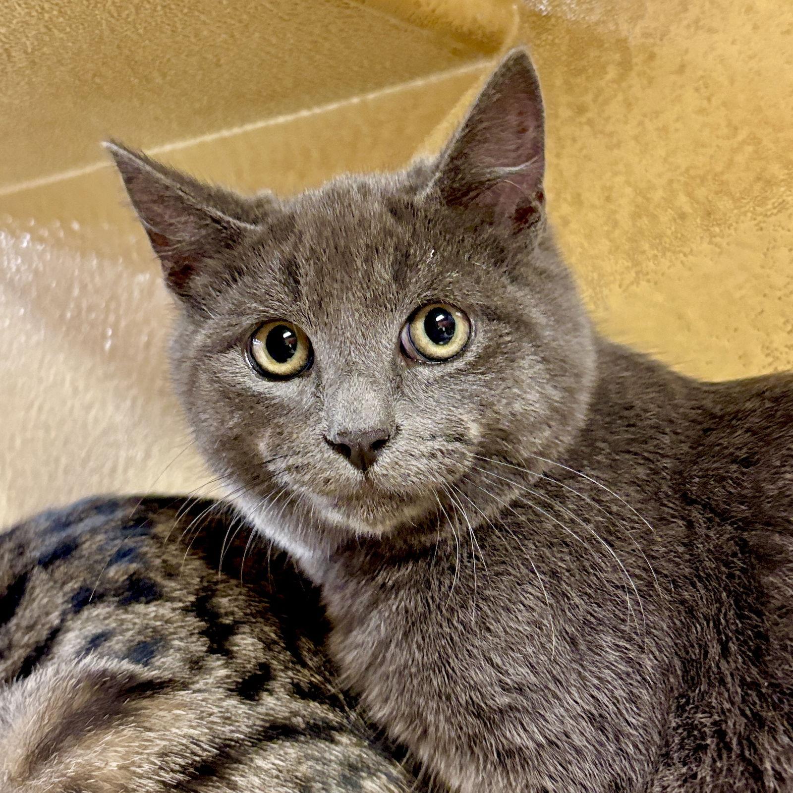 Blackie, Adoptable, Young Male Domestic Short Hair.