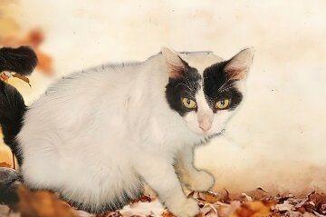 Nova, Adoptable, Adult Female Domestic Short Hair.