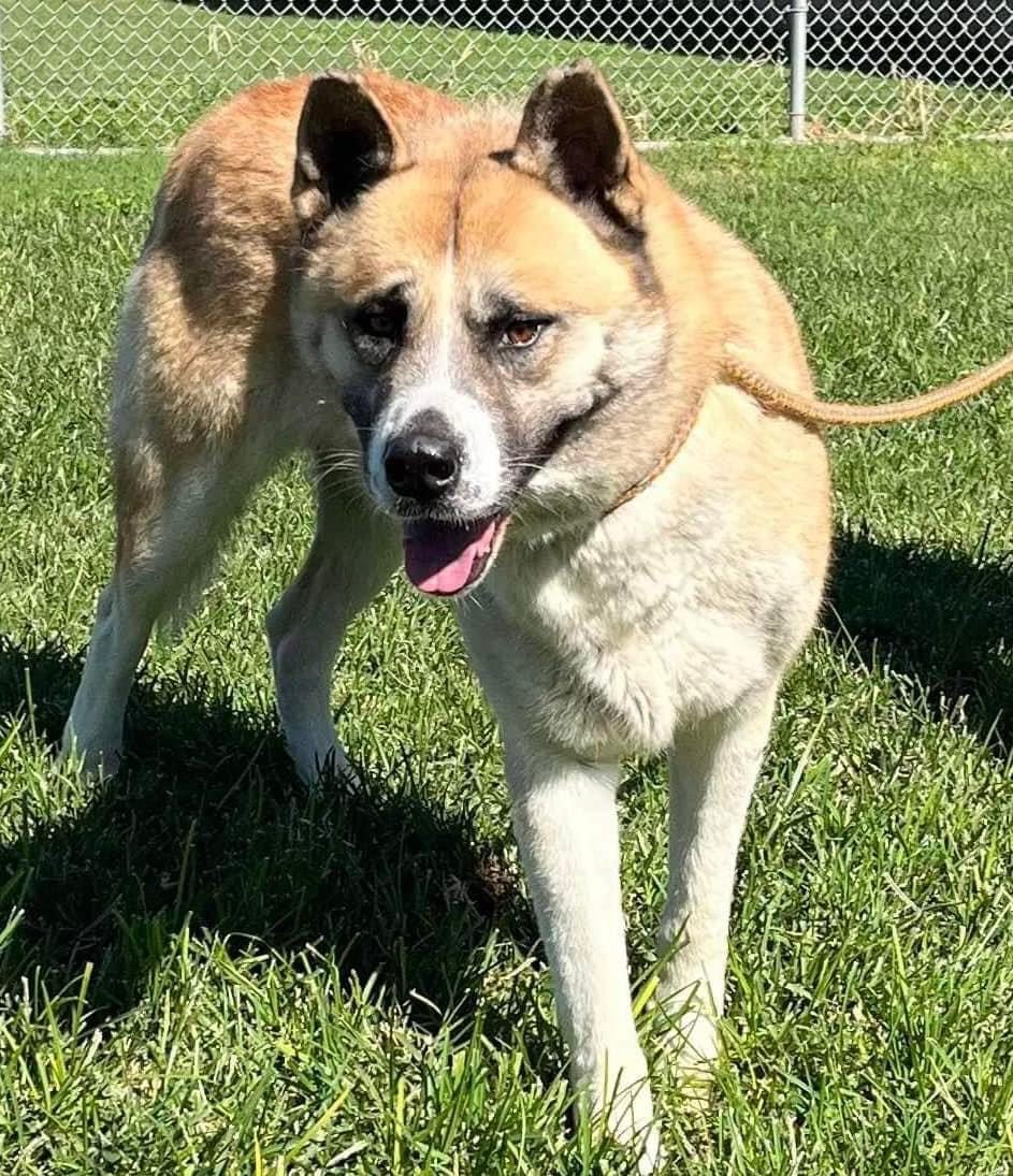 Enlarge Ruckus - URGENT!!!, a Adoptable Akita in San Francisco, CA image 1/1