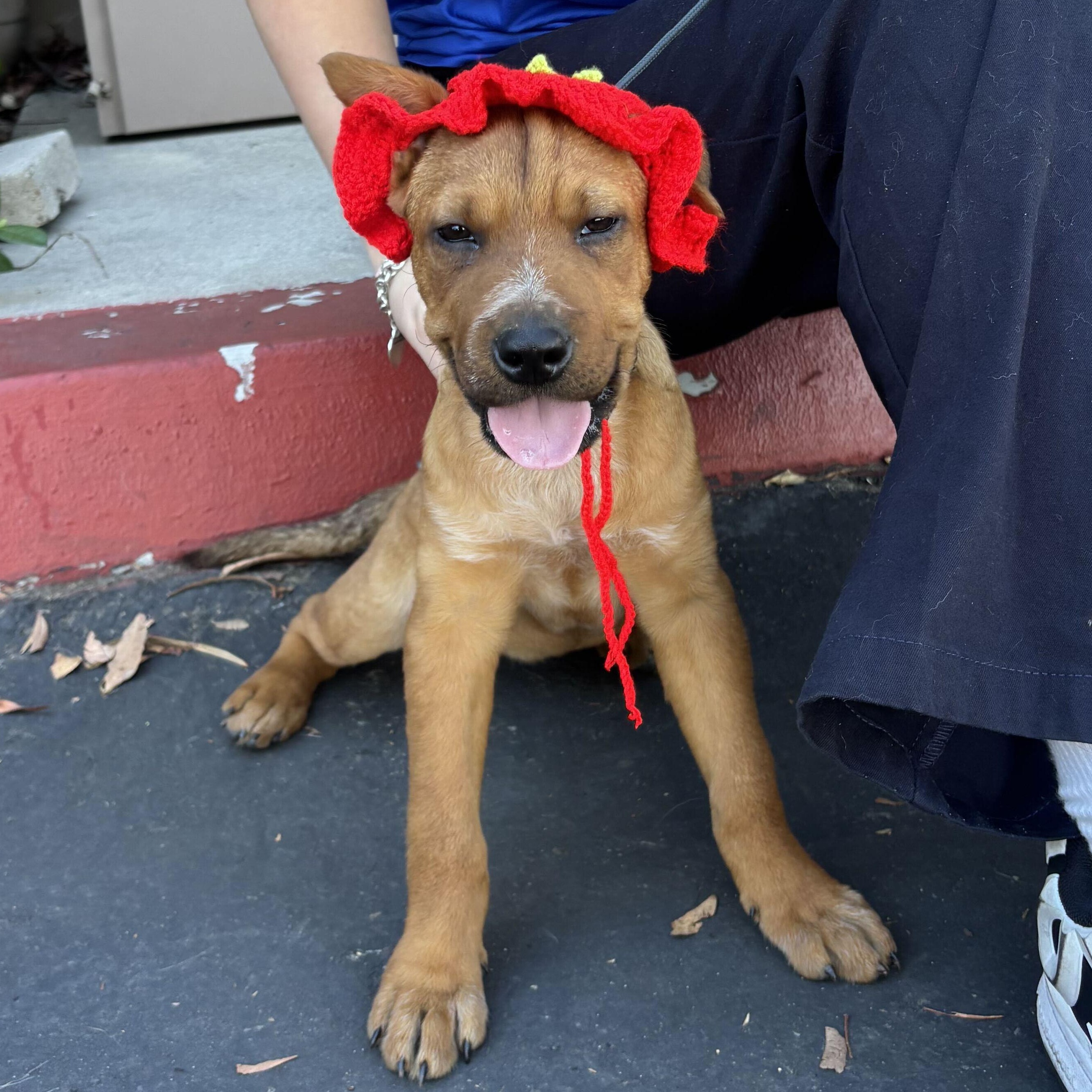 Enlarge Rowan, a Adopted mixed breed in Rancho Santa Margarita, CA image 2/6