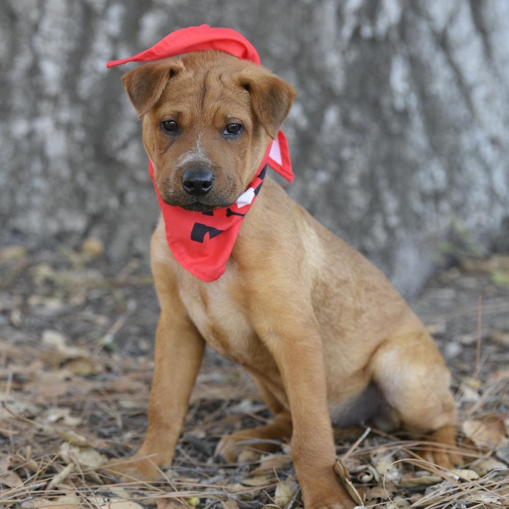 Rowan, Adoptable, Puppy Female Australian Shepherd & Shar-Pei.