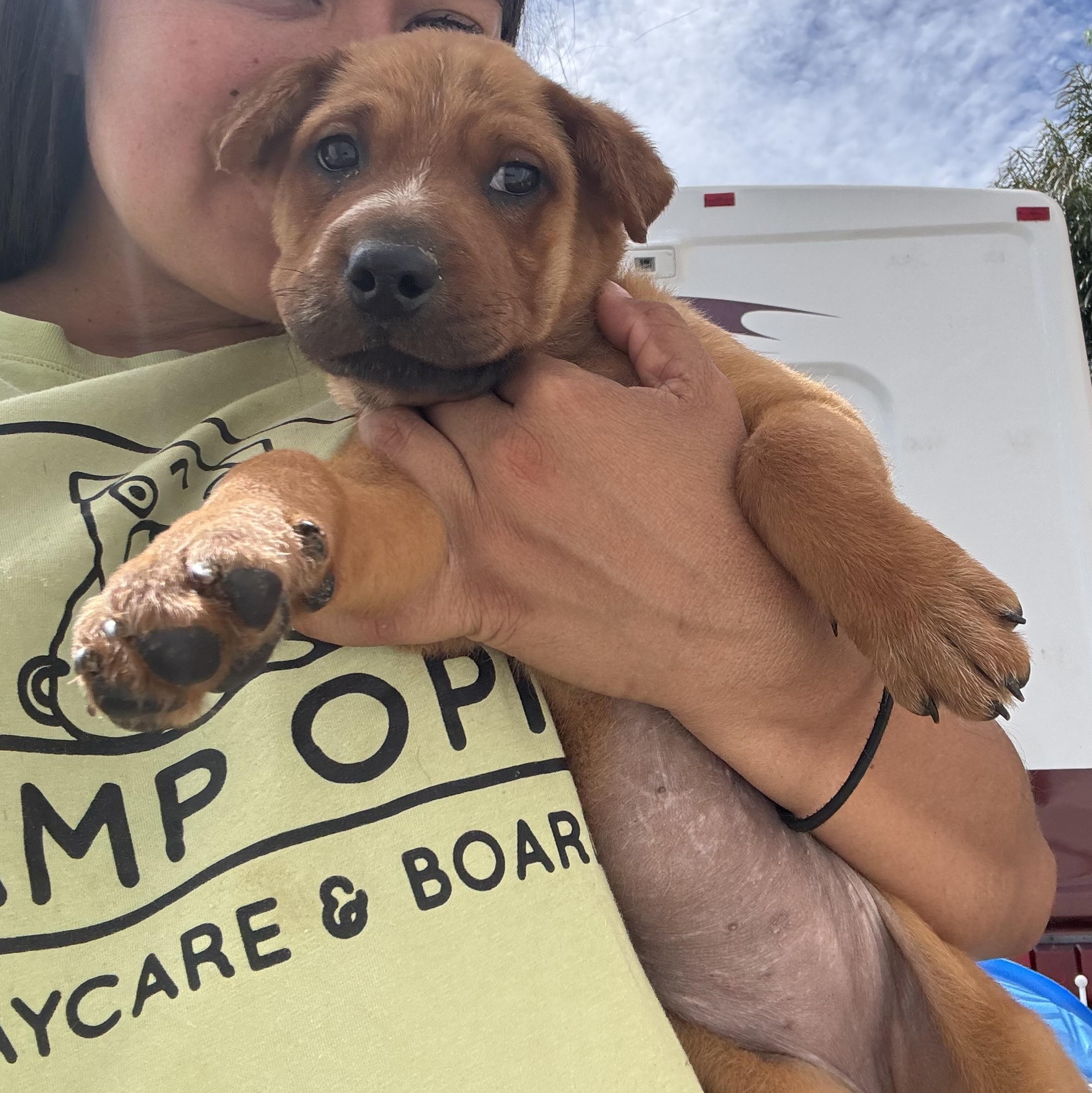 Rowan, Adoptable, Puppy Female Australian Shepherd & Shar-Pei.