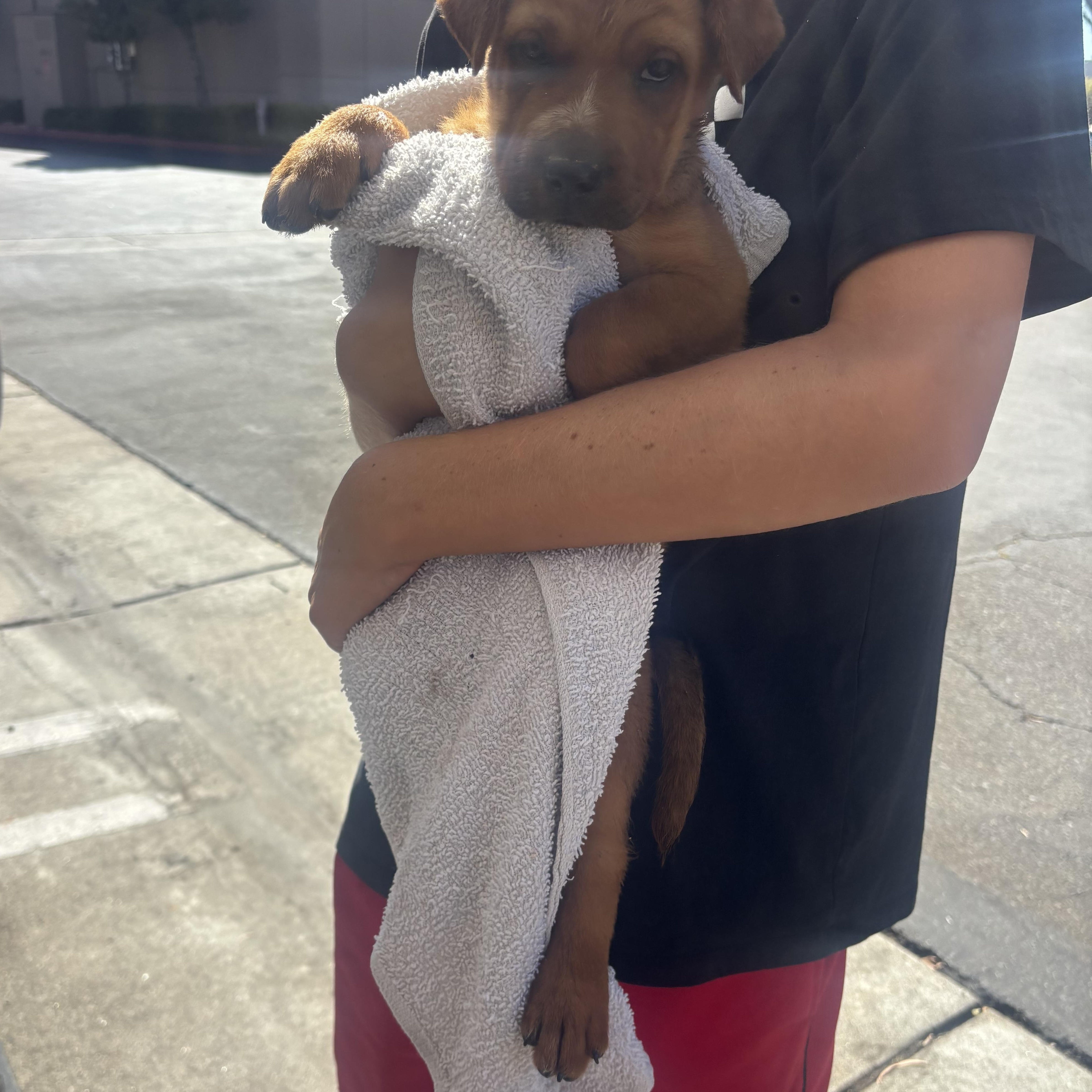 Enlarge Rowan, a Adoptable mixed breed in Rancho Santa Margarita, CA image 2/3
