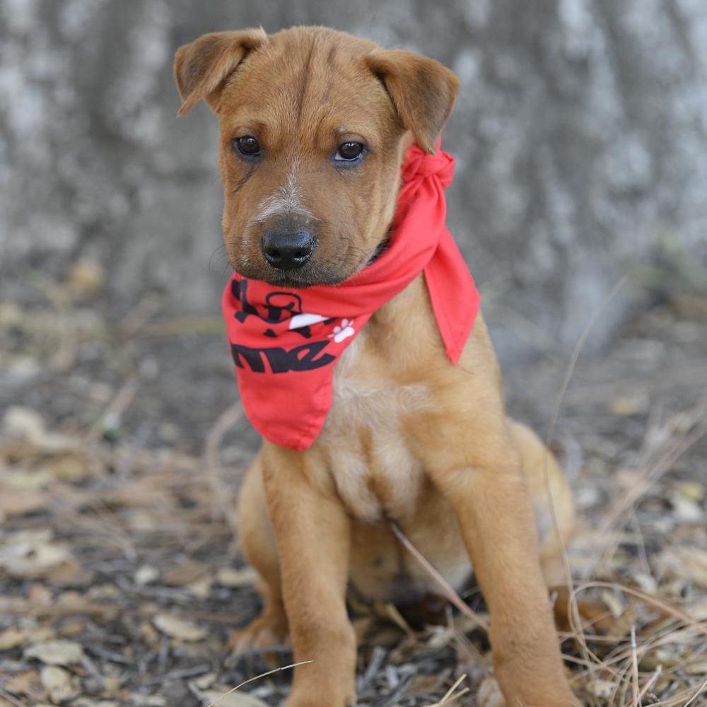 Enlarge Rowan, a Adopted mixed breed in Rancho Santa Margarita, CA image 5/6