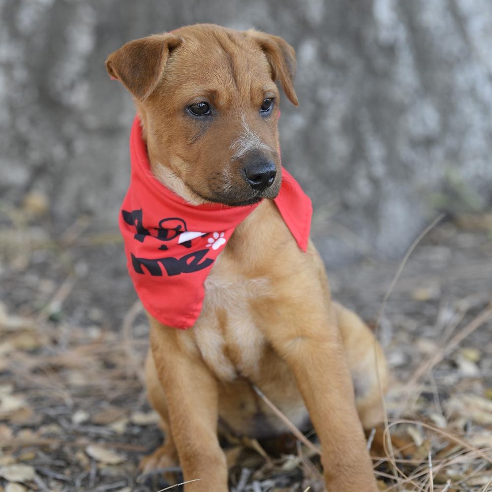 Enlarge Rowan, a Adopted mixed breed in Rancho Santa Margarita, CA image 3/6