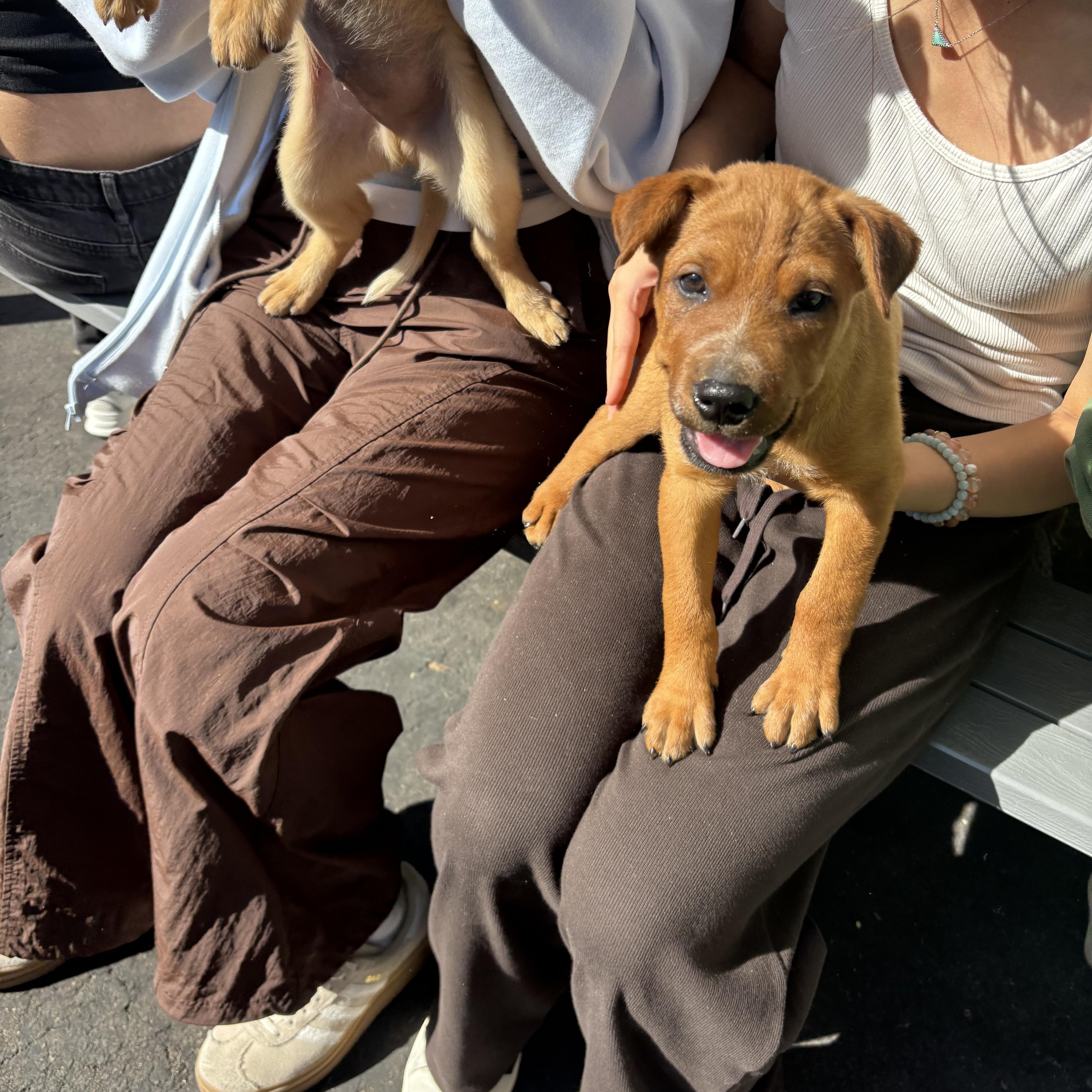 Enlarge Rowan, a Adoptable mixed breed in Rancho Santa Margarita, CA image 3/3