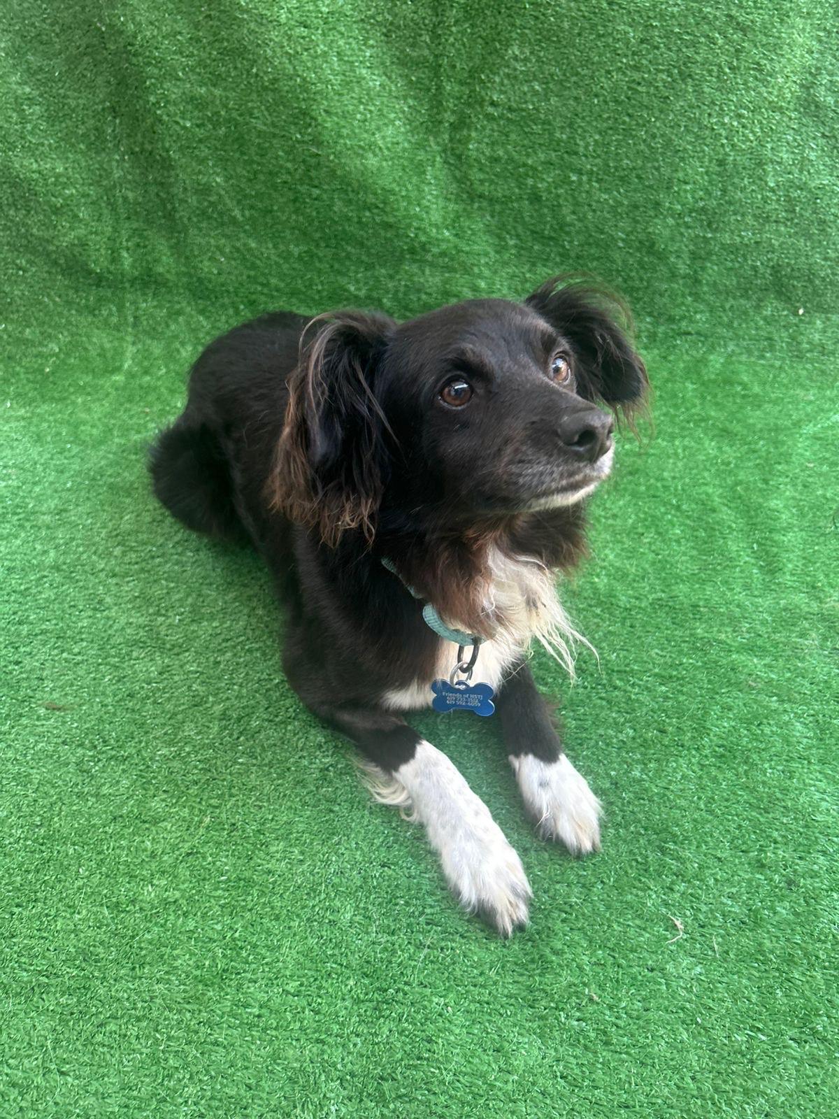 Morgan, adopted, Adult Male Mixed Breed.