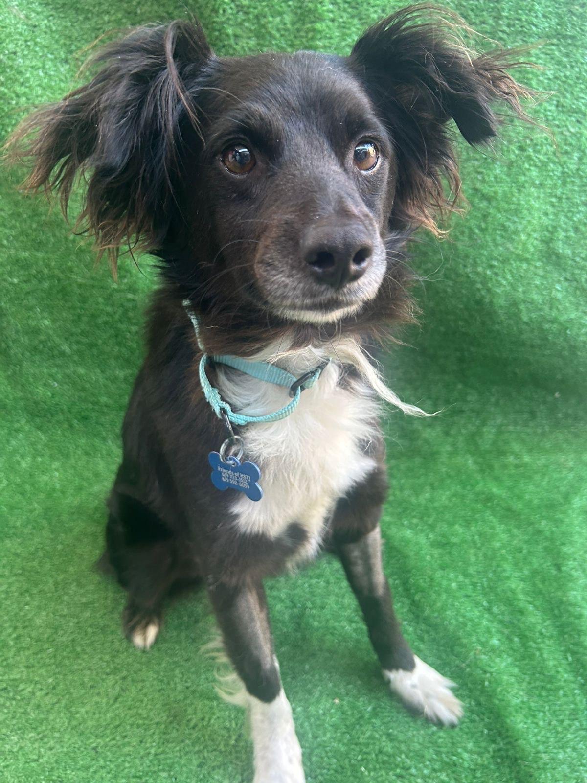 Morgan, an adopted mixed breed in San Ysidro, CA image 2/5