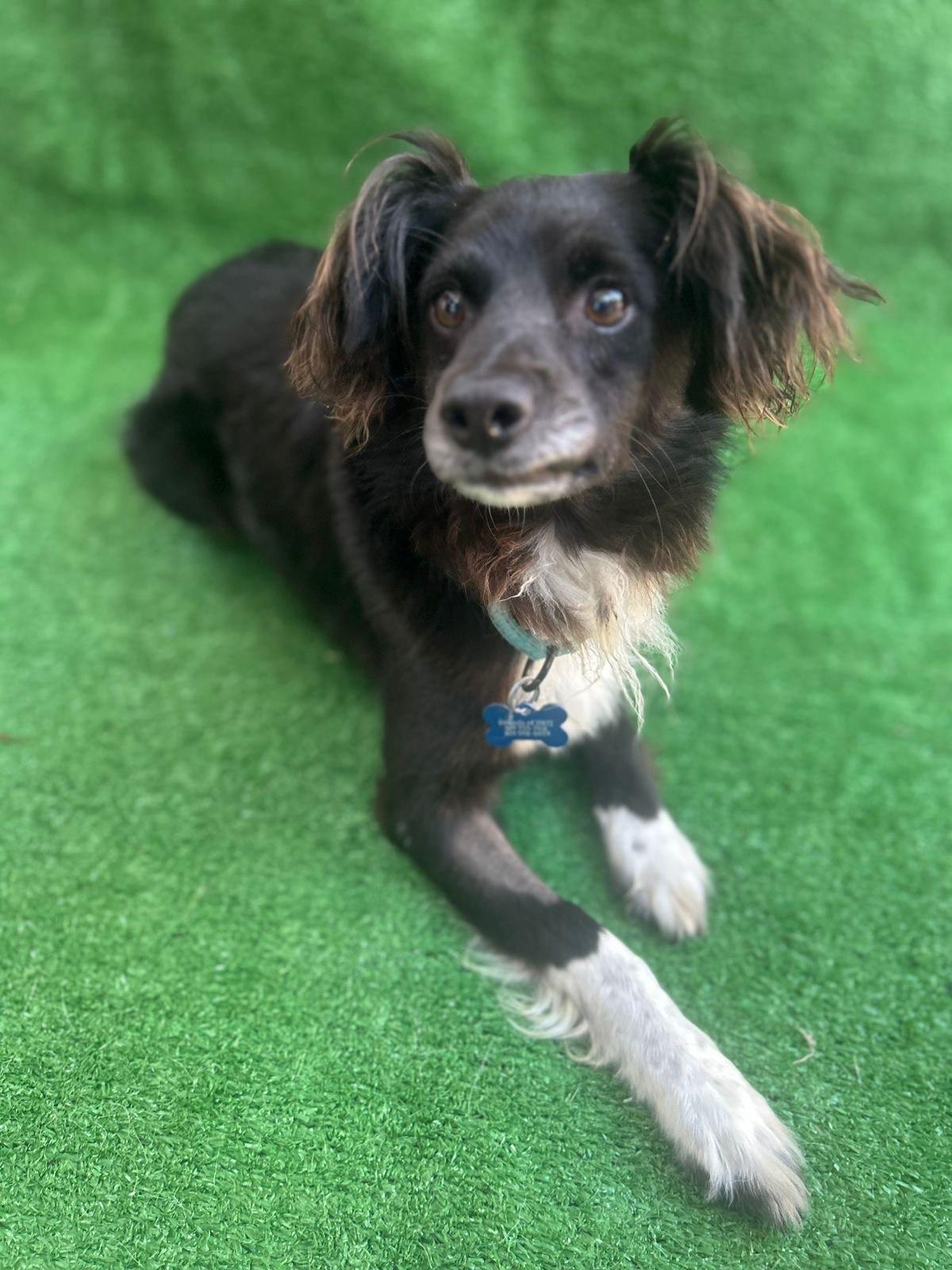 Morgan, an adopted mixed breed in San Ysidro, CA image 3/5